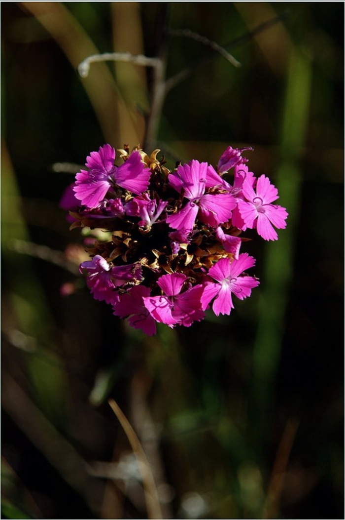 Dianthus andrzejowskianus