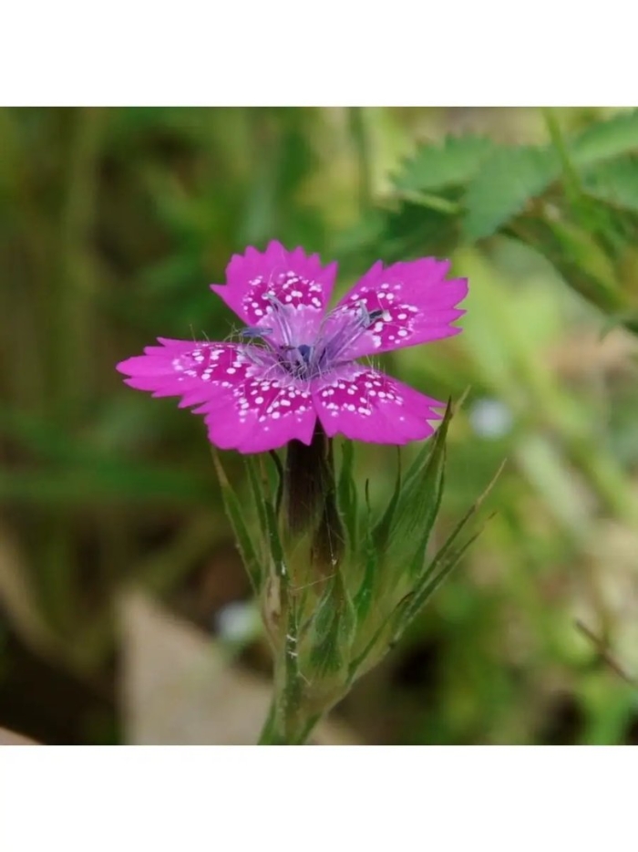 Гвоздика армериевидная