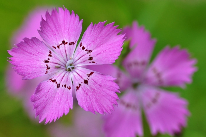 Dianthus fischeri