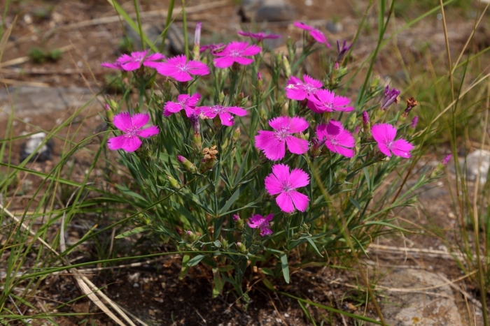 Гвоздика дельтовидная (dianthus deltoides)