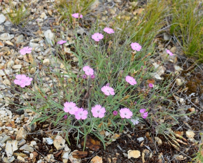 Гвоздика сизая dianthus gratianopolitanus