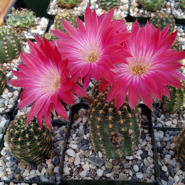 Эхинопсис кактус