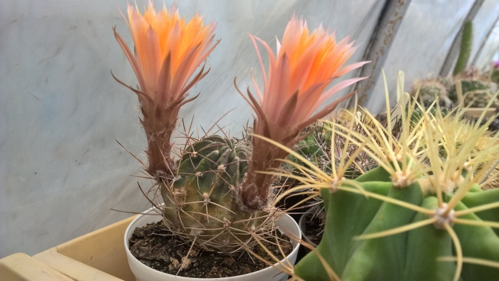 Лобивия ferox