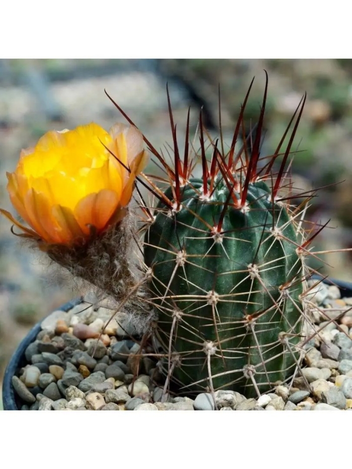 Кактус acanthocalycium thionanthum
