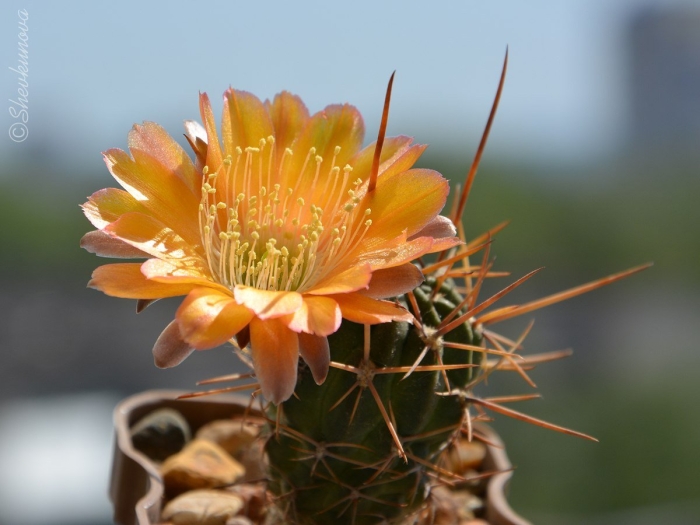 Acanthocalycium klimpelianum