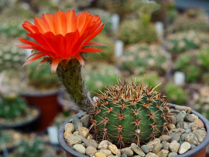 Кактус лобивия aurea