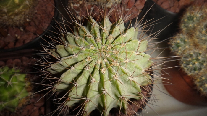 Gymnocalycium quehlianum