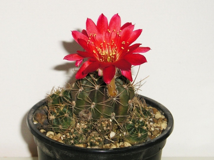 Кактус lobivia hertrichiana