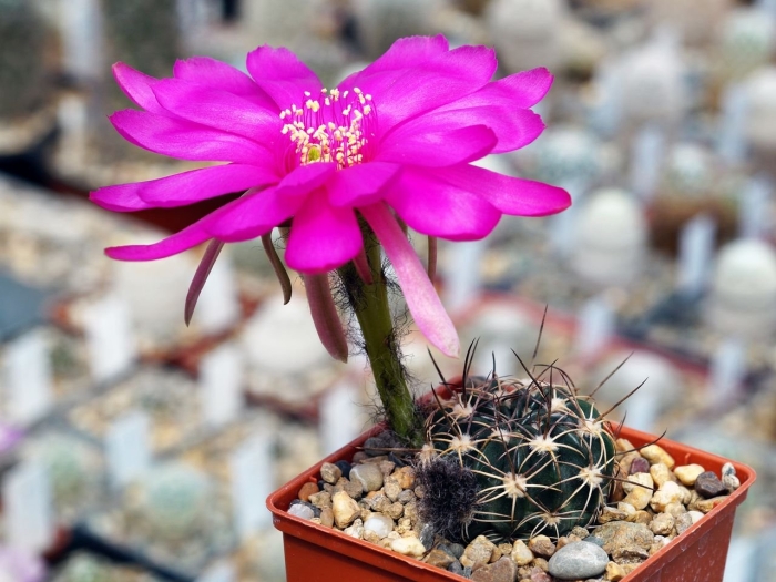 Sulcorebutia tarabucoensis