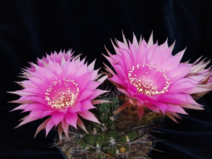 Эхинопсис гибридный