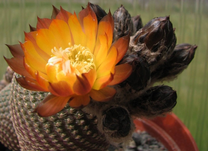 Эхинопсис лобивия