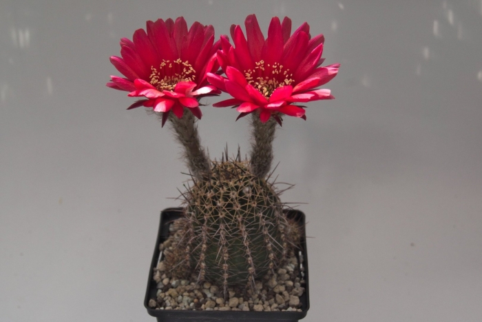 Эхинопсис шрейтера