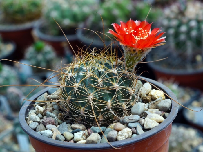 Lobivia sanguiniflora