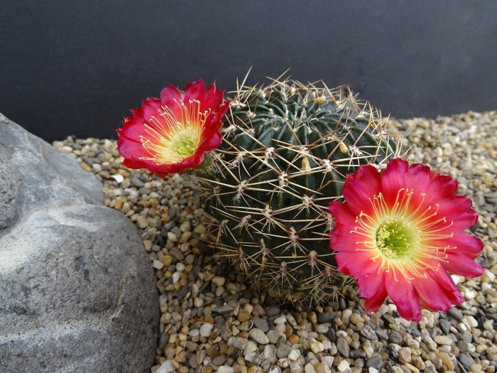 Кактус лобивия (эхинопсис)