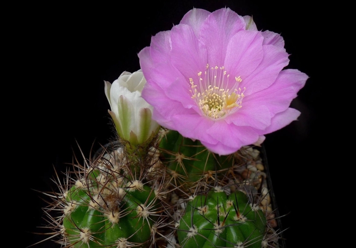 Acanthocalycium violaceum