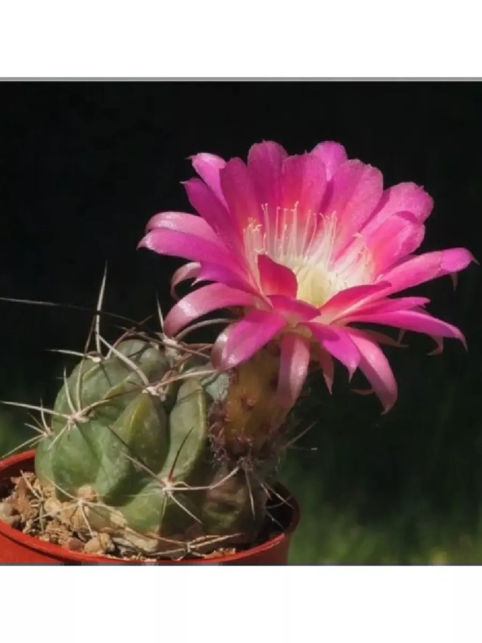 Лобивия пентланда