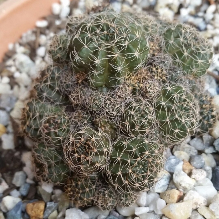 Echinopsis ancistrophora subsp arachnacantha