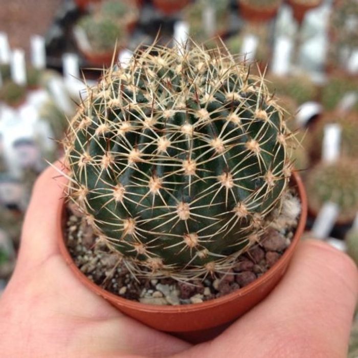 Лобивия ауреа кактус