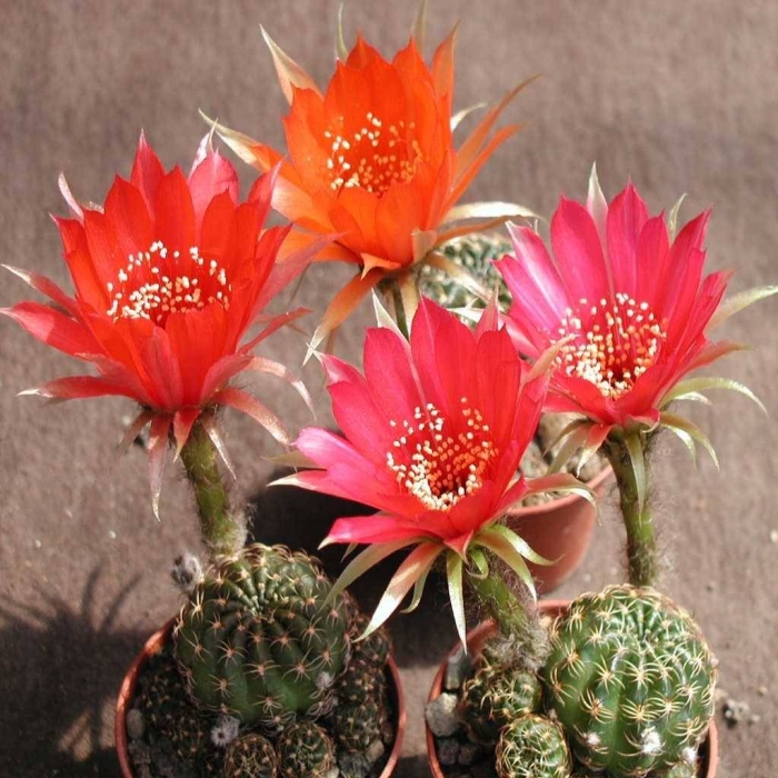 Lobivia arachnacantha