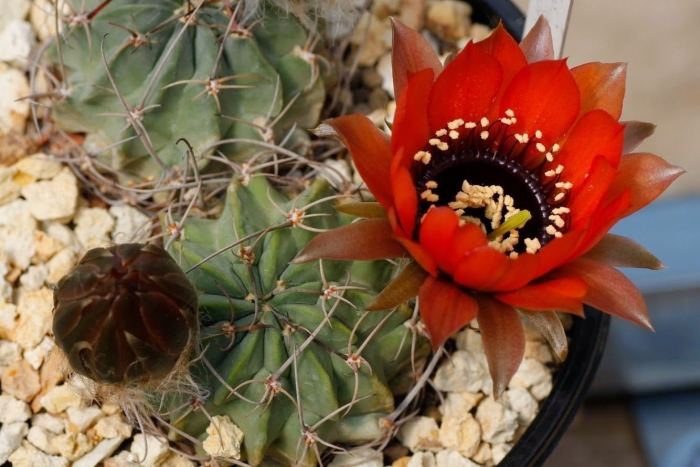 Лобивия яйоана