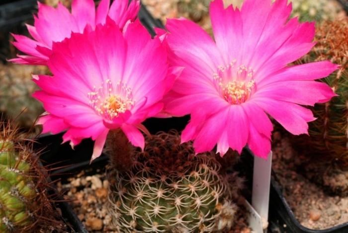 Сулькоребуция hertusii