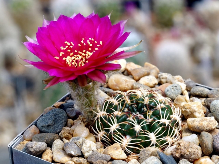 Lobivia tiegeliana vg 938