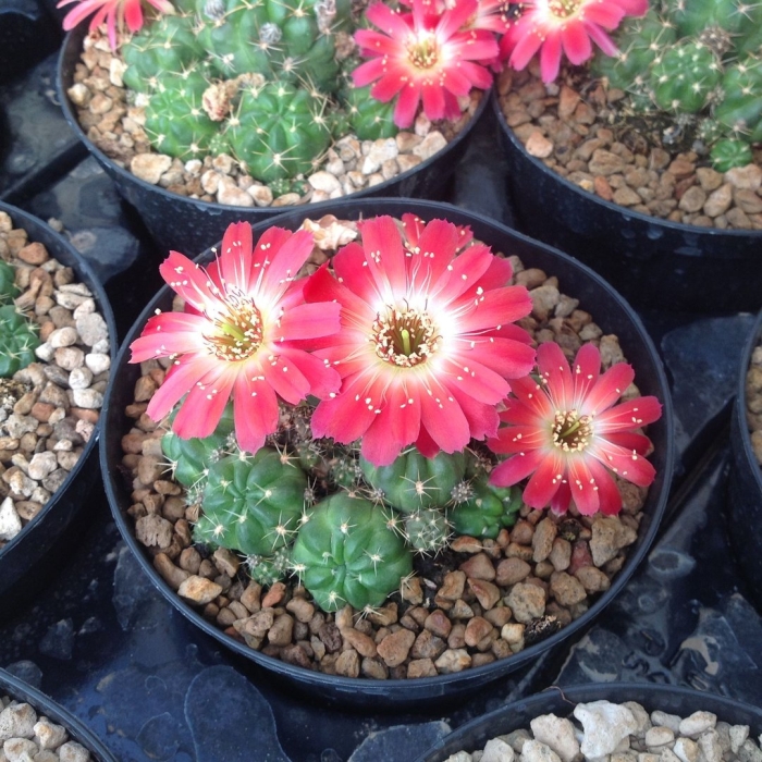 Лобивия кактус