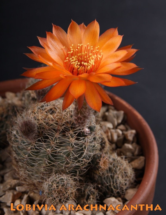 Кактус ребуция карликовая