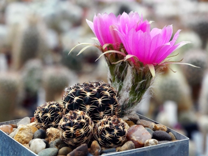 Лобивия тигелиана