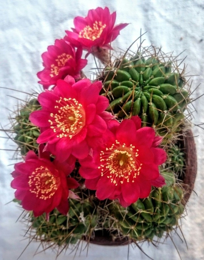 Кактус гули