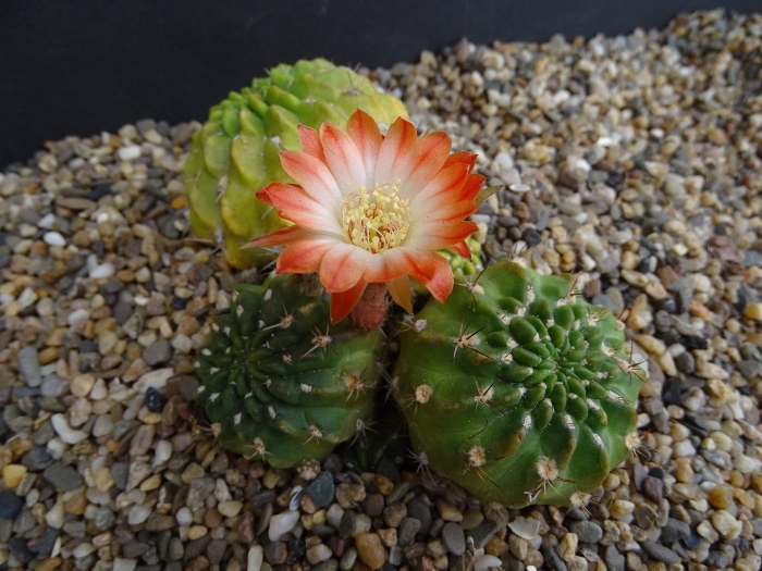 Эхинопсис гертриха