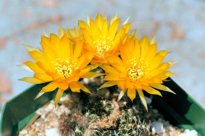 Lobivia pugionacantha