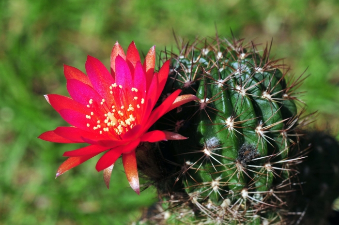 Кактус лобивия