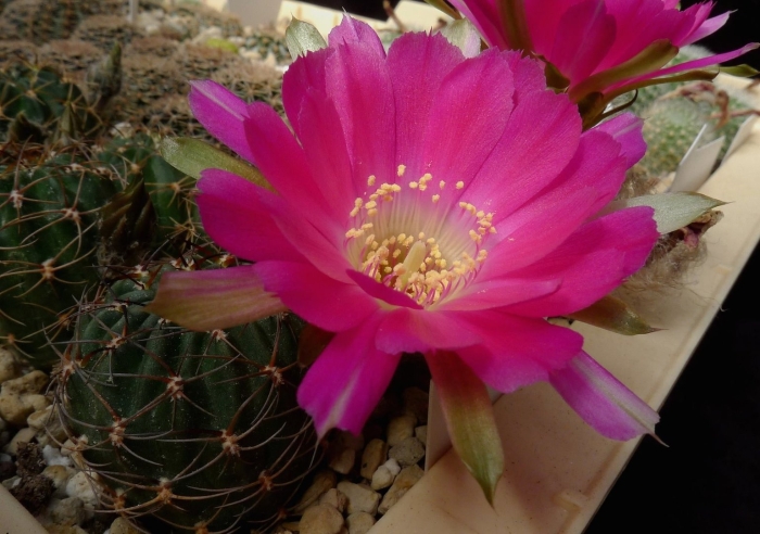 Sulcorebutia verticillacantha