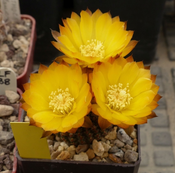 Echinopsis famatimensis