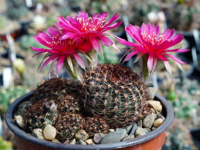 Кактус лобивия