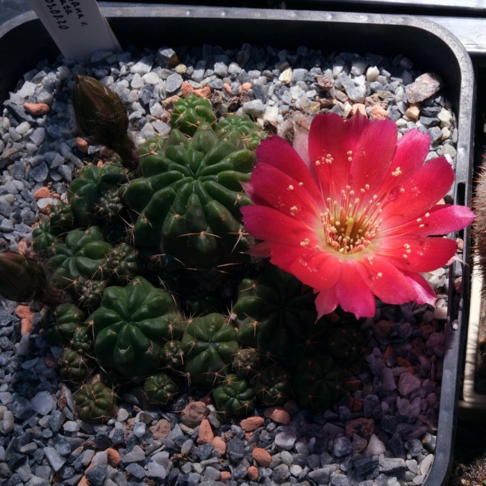 Lobivia hertrichiana