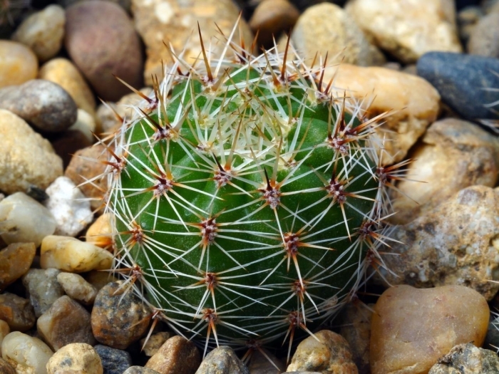 Lobivia saltensis v. zapallarensis wr 585