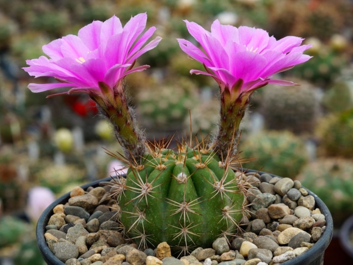 Кактус echinopsis subdenudata