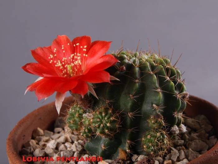Lobivia pentlandii