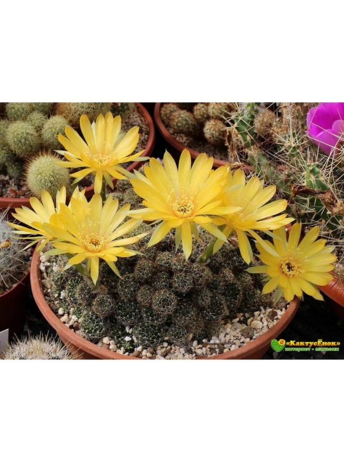 Lobivia arachnacantha