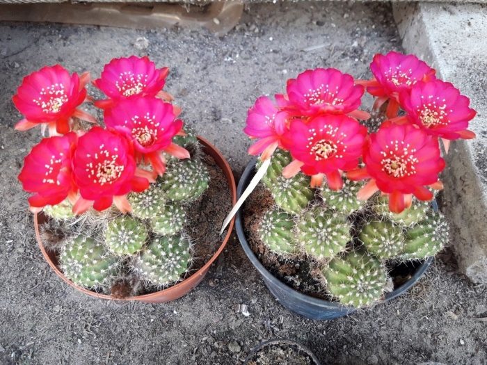 Сулькоребуция кактус