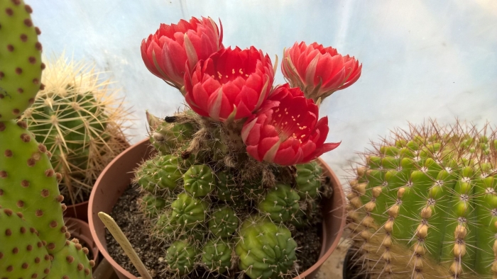 Лобивия кактус