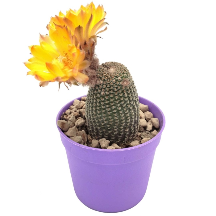 Лобивия фаматимская