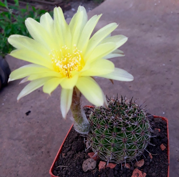 Лобивия ауреа