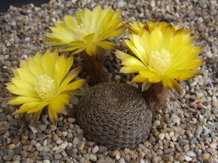 Lobivia famatimensis