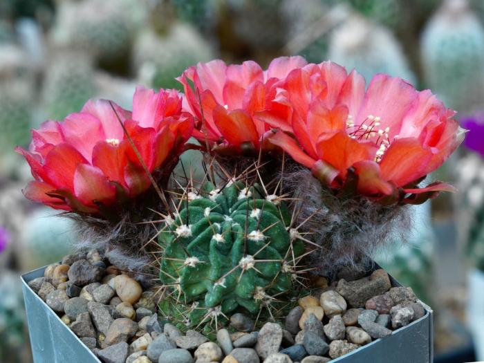 Лобивия haematantha