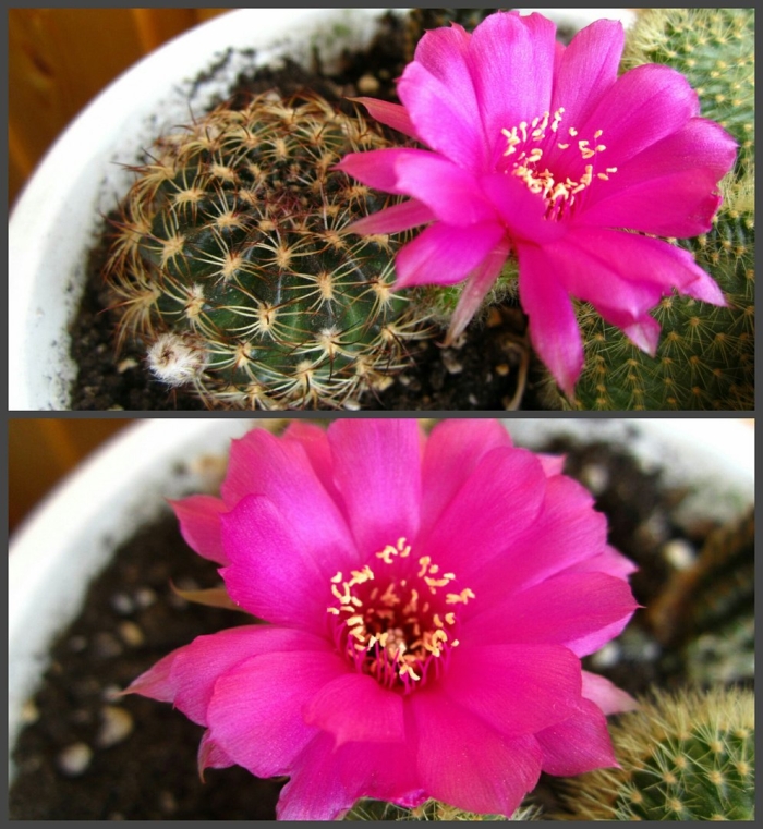 Ребуция виолацифлора