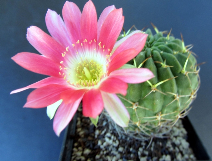 Echinopsis backebergii