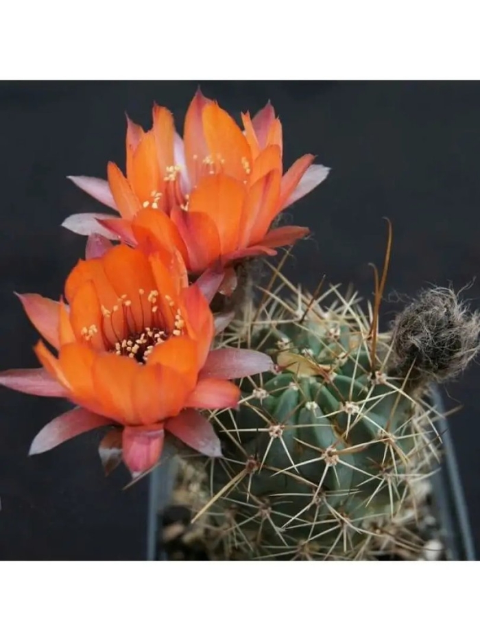 Lobivia glauca wr 218